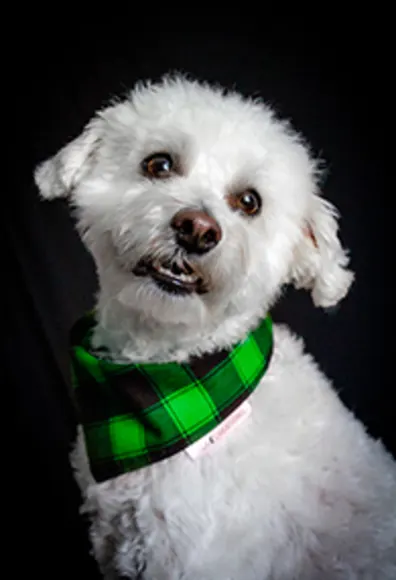 Riggs the white dog with a green & black plaid bandana Riggs the white dog with a green & black plaid bandana