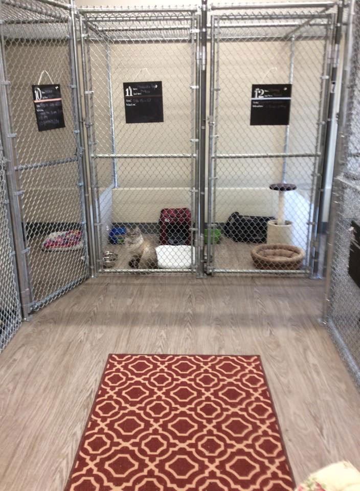 Veterinary cat hot sale kennels