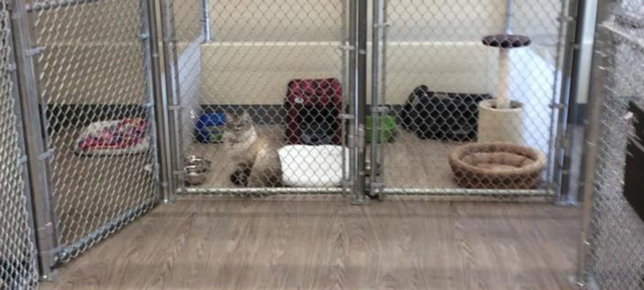 Cat boarding kennels at Rose Valley Veterinary Hospital