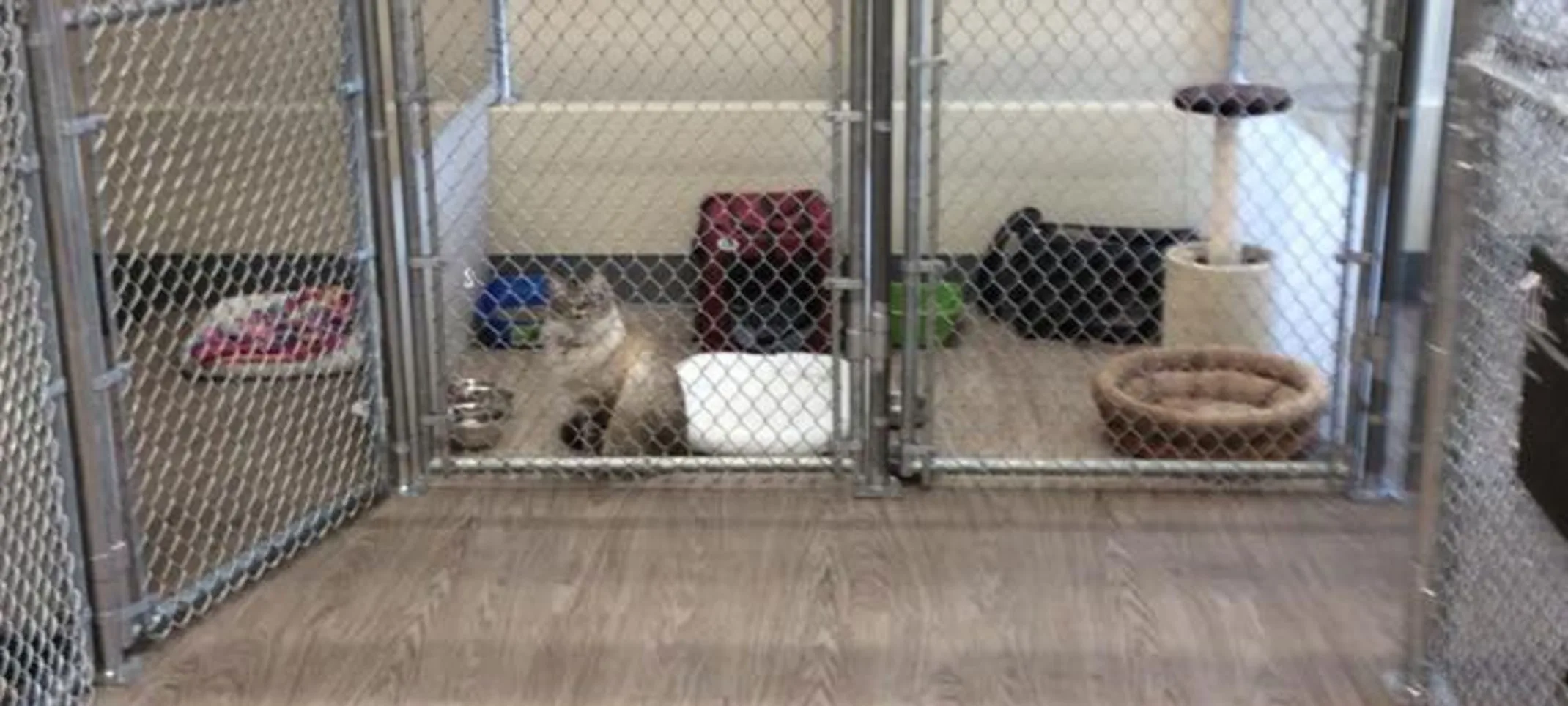 Cat boarding kennels at Rose Valley Veterinary Hospital Cat boarding kennels at Rose Valley Veterinary Hospital