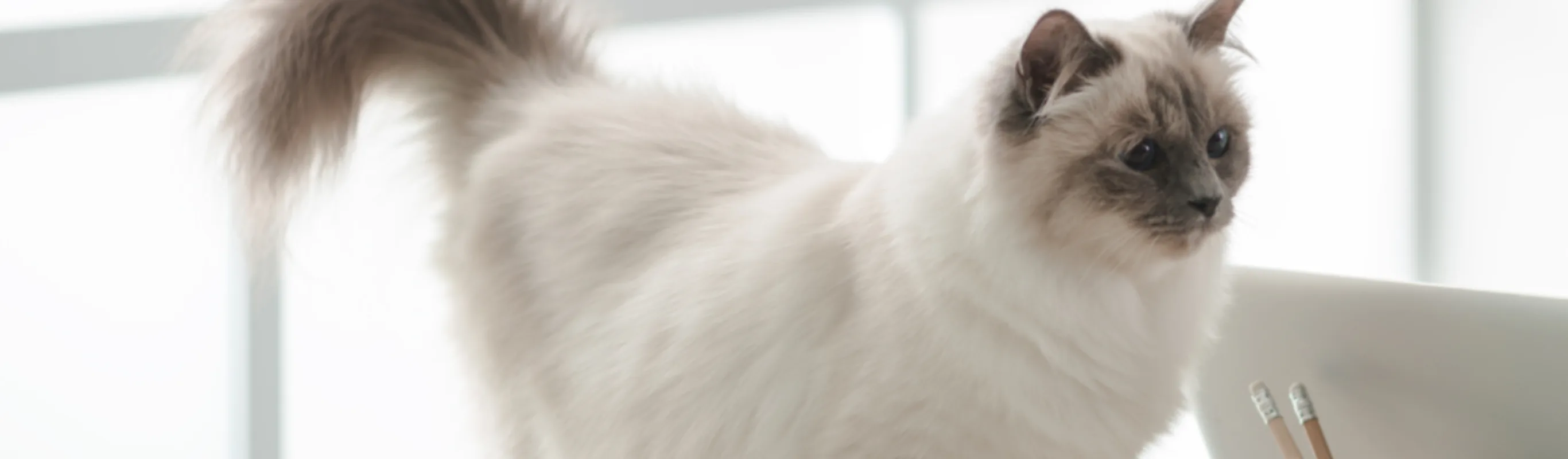 White cat on a desk next to a cup with to pencils White cat on a desk next to a cup with to pencils