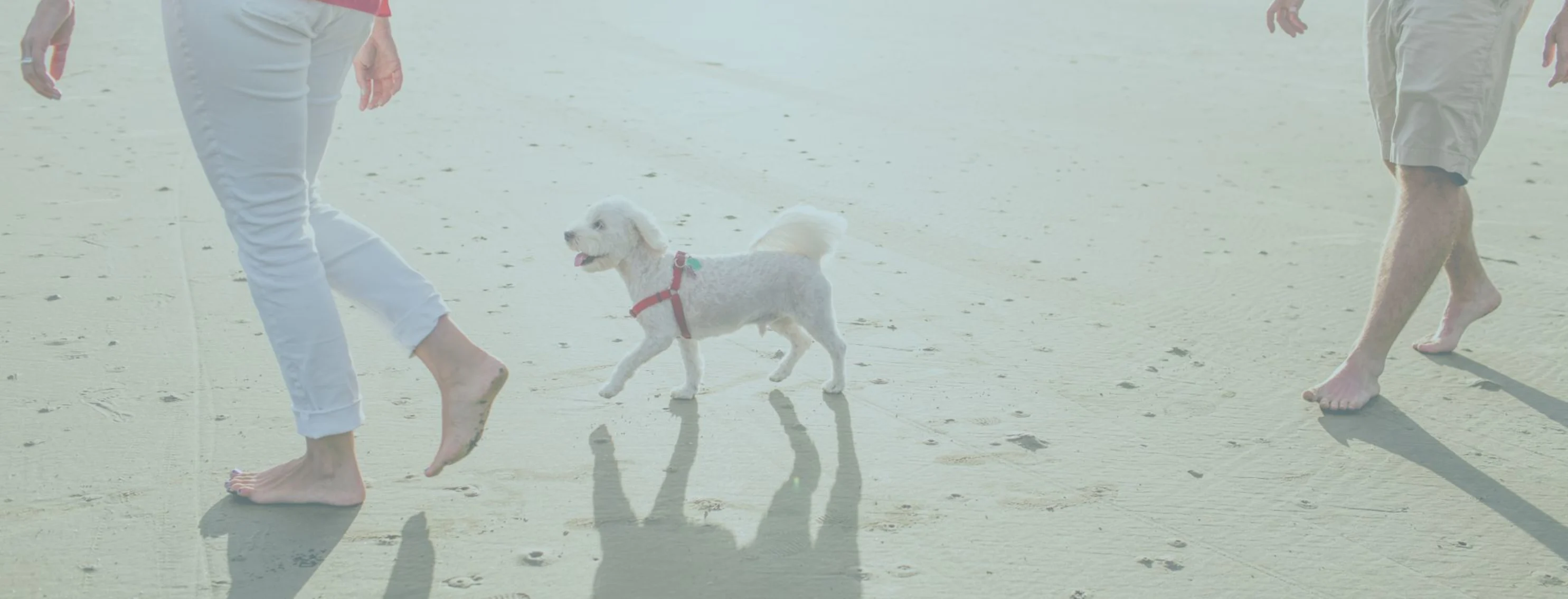 Family at the beach with a dog Family at the beach with a dog