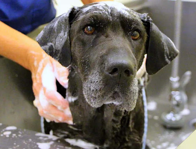 Dog getting washed in bath Dog getting washed in bath