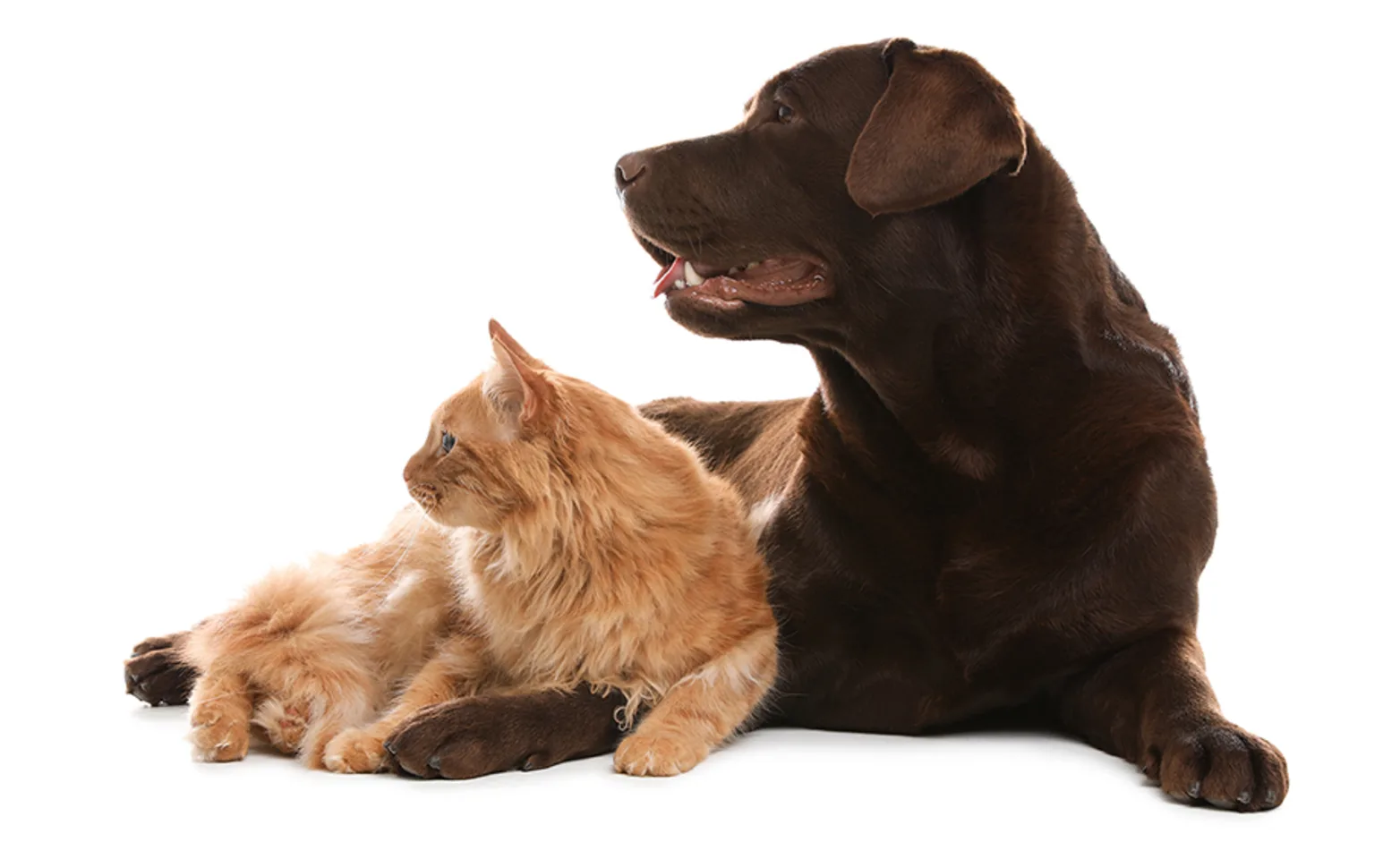 Dog and cat laying together looking to the left in white background Dog and cat laying together looking to the left in white background