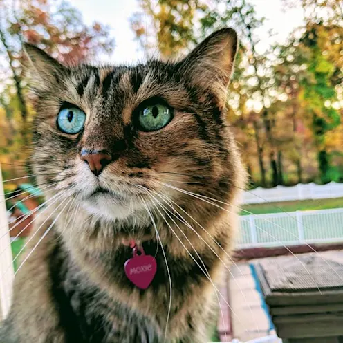 Moxie Giannetti Moxie Giannetti