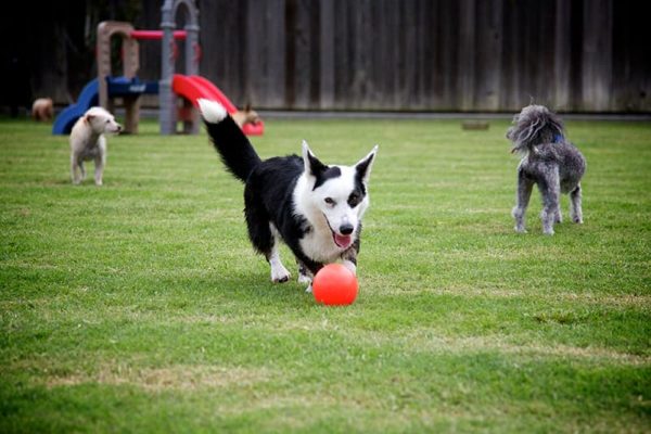 Dog chasing ball