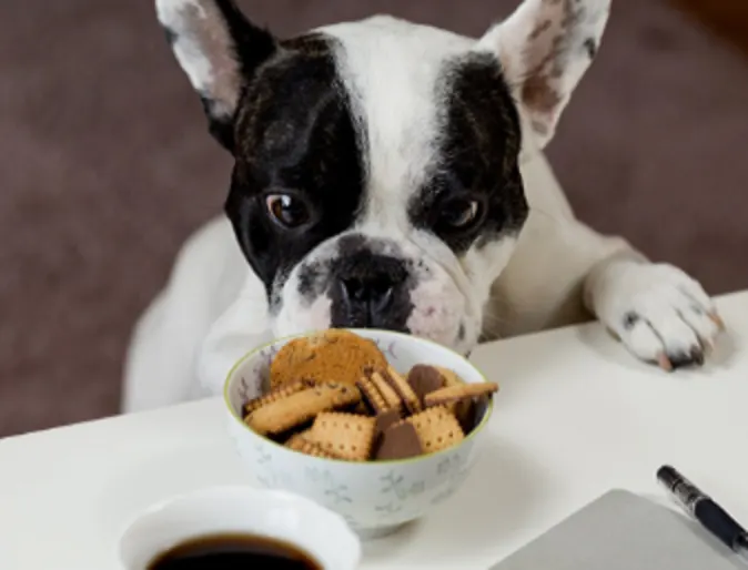 Dog Looking at a Bowl of Treats Dog Looking at a Bowl of Treats