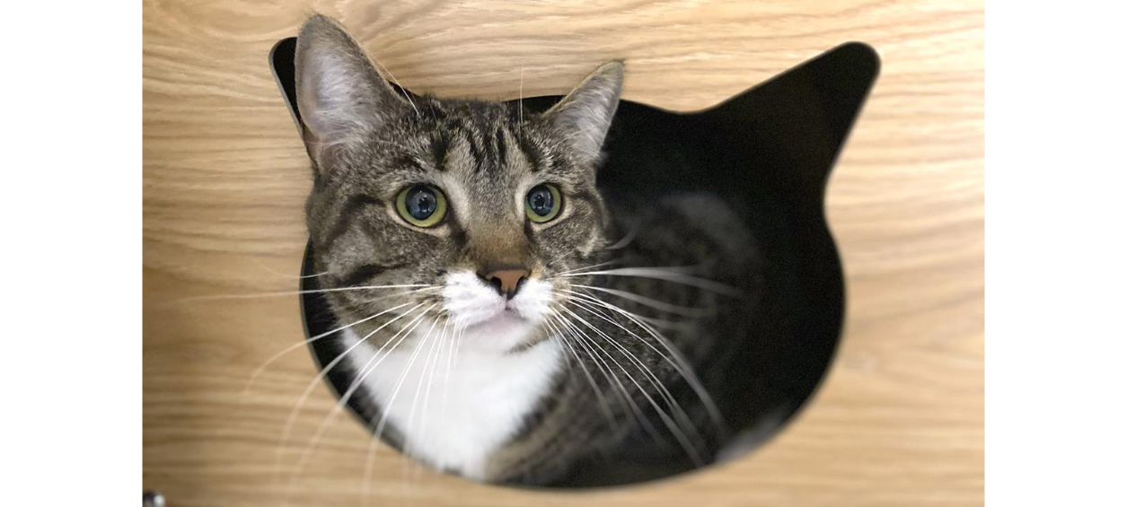  Cat peering through cat head-shaped hole