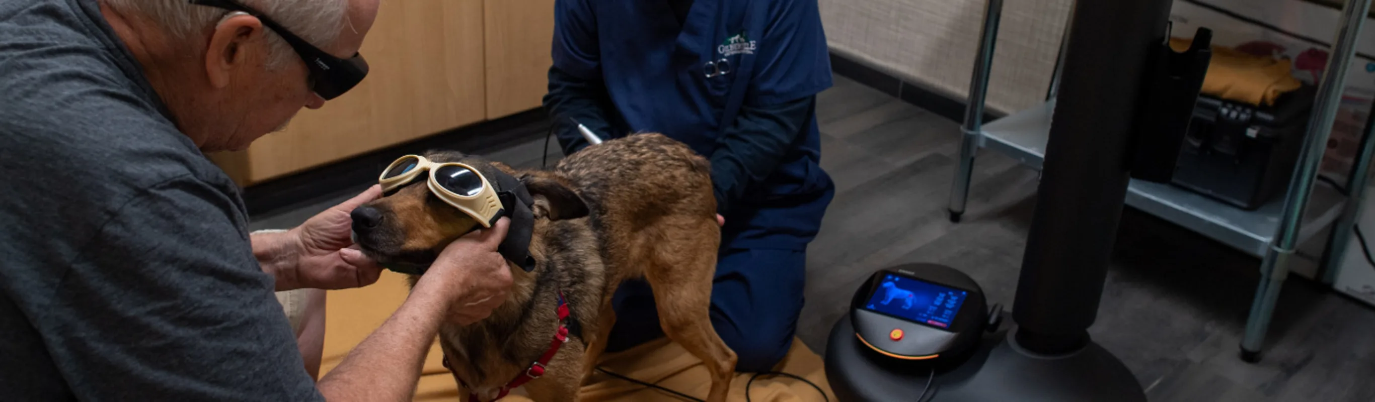 Laser therapy with owners Laser therapy with owners
