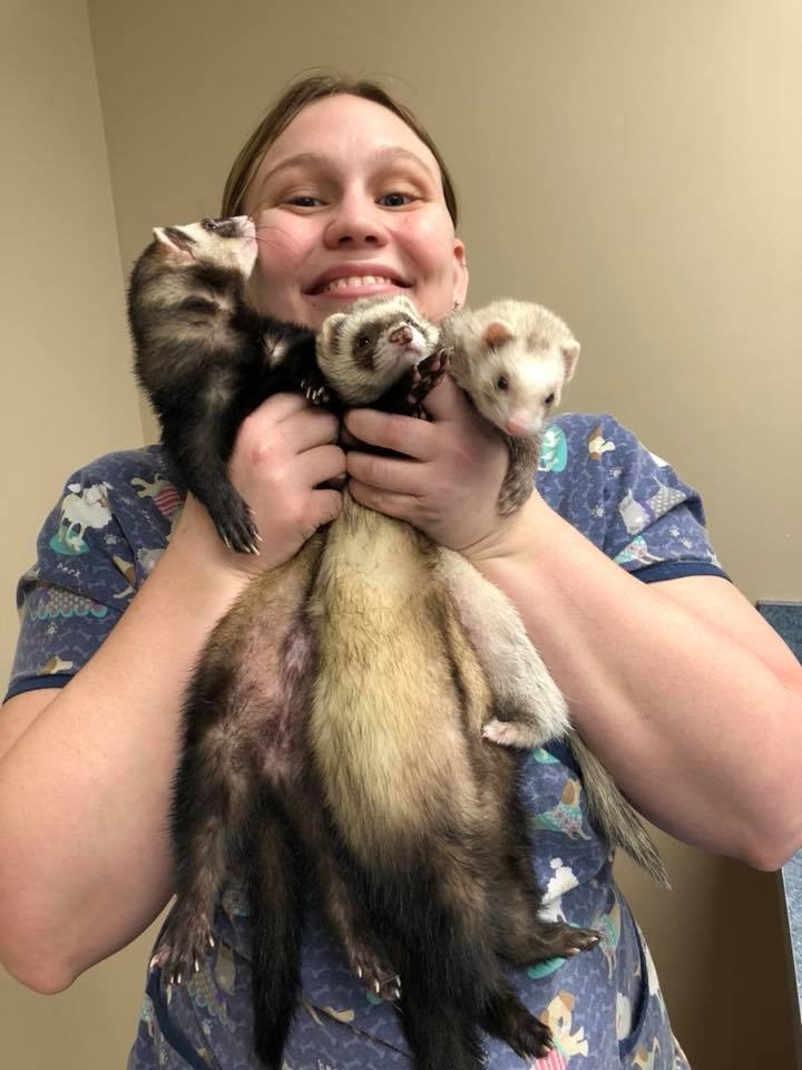 Veterinarian holding a group of ferrets 