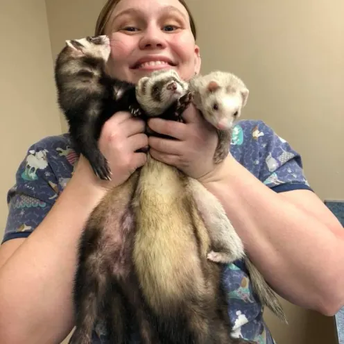 Veterinarian holding a group of ferrets 