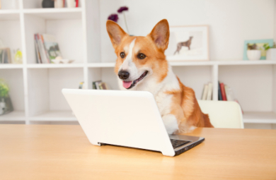 Portland Veterinary Wellness Center