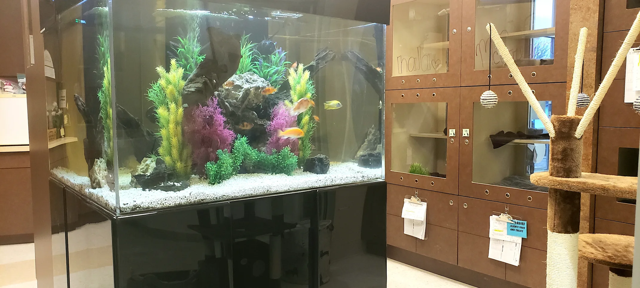 Cat boarding rooms and fish tank for cats to watch. Cat boarding rooms and fish tank for cats to watch.