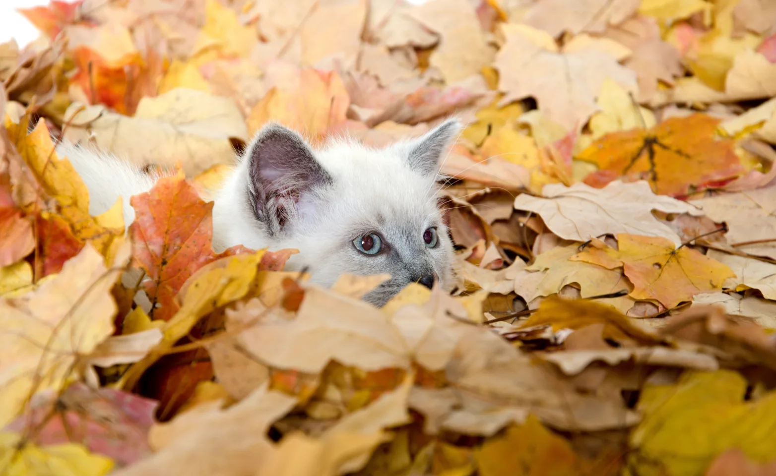 The Animal Center of Zachary Parasite Control The Animal Center of Zachary Parasite Control