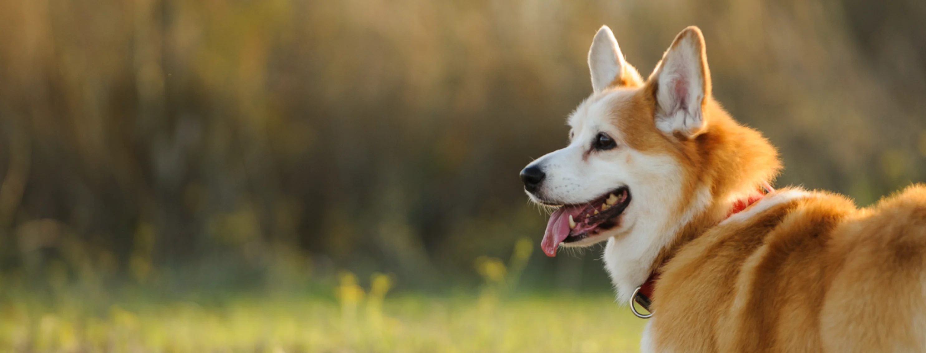 Dog in the woods