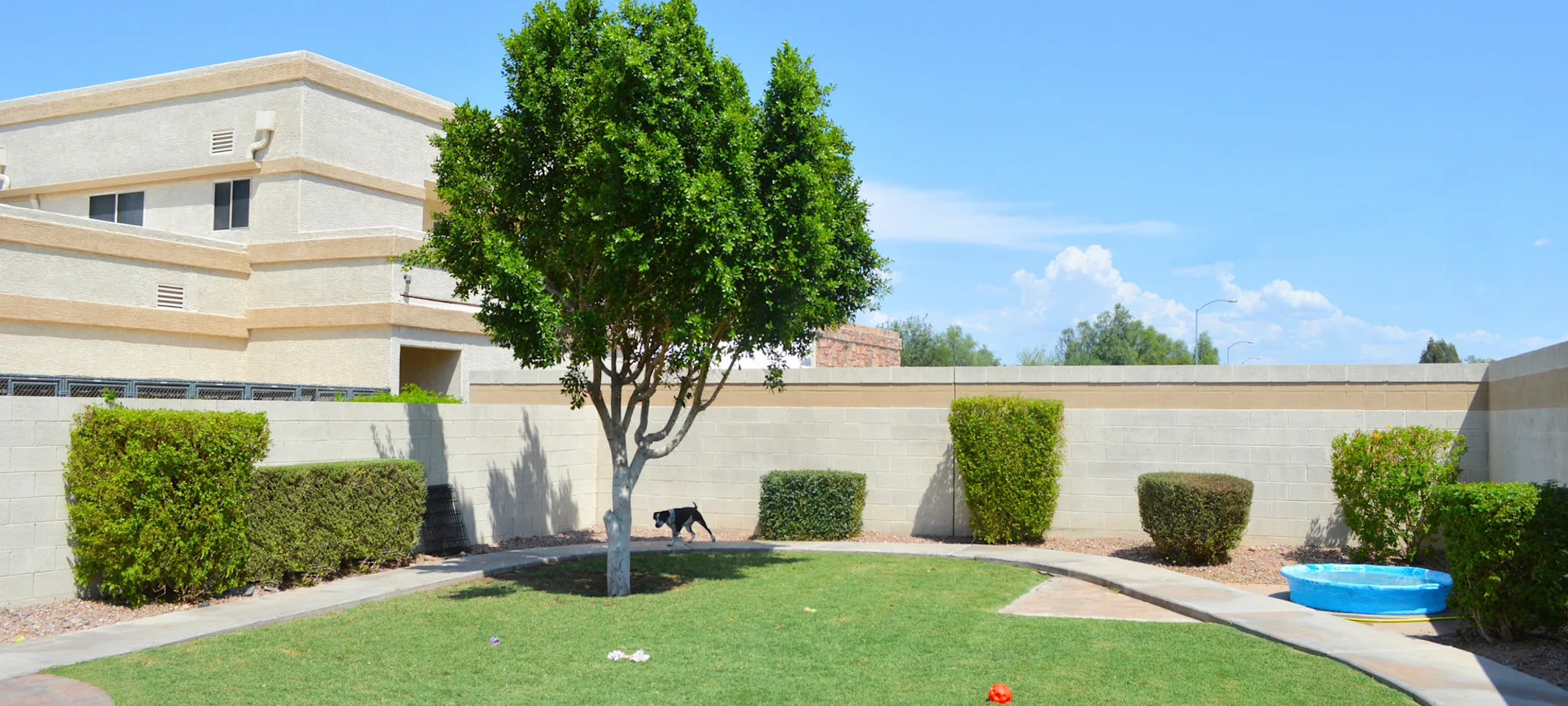Dog in grassy play yard at 4 Paws Pet Resort Dog in grassy play yard at 4 Paws Pet Resort