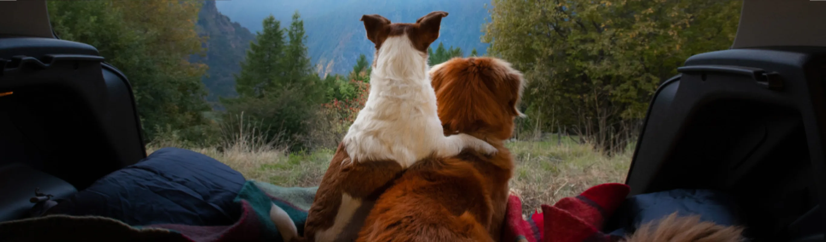 Two Dogs Looking at the Forest in the Trunk of a Car