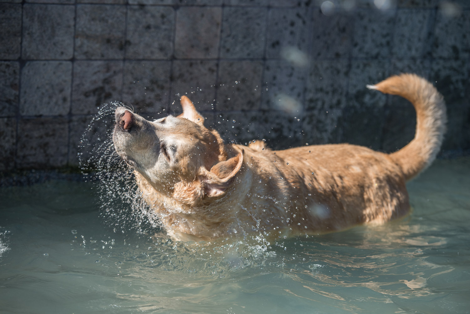 Folsom Dog Resort & Training Center Pool
