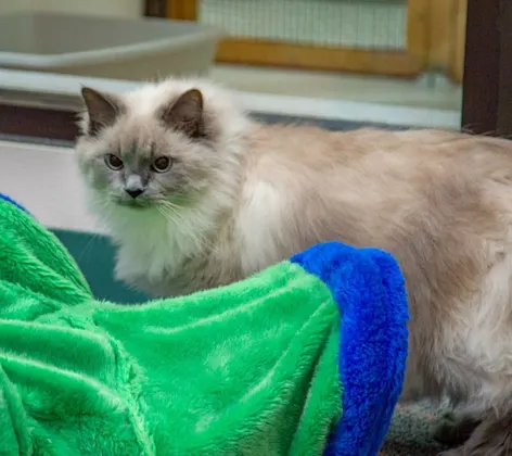 Cat near blanket in boarding area Cat near blanket in boarding area