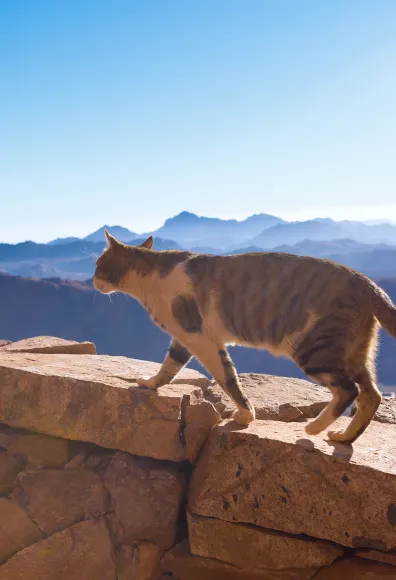 Cat walking on a wall