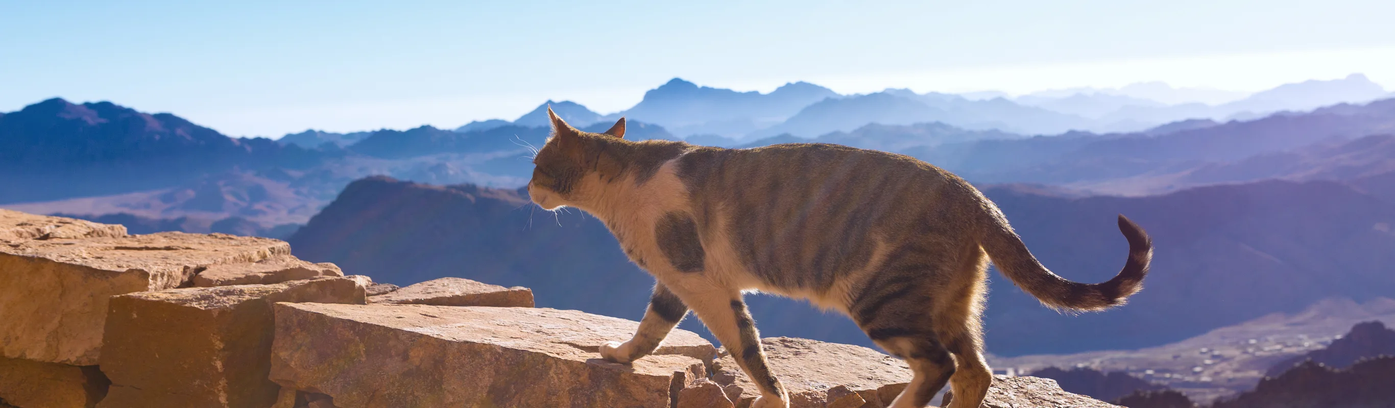 Cat walking on a wall