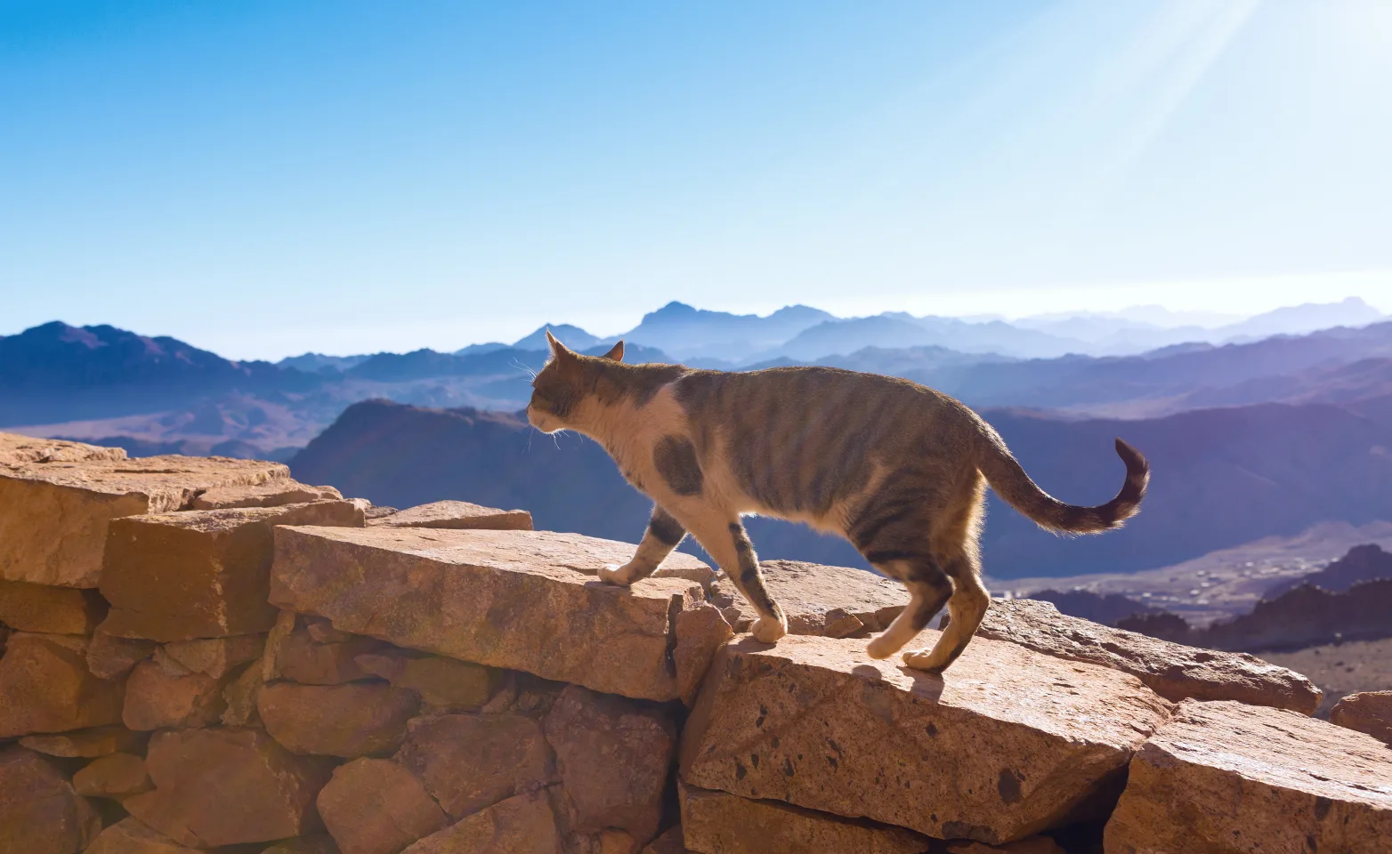 Cat walking on a wall Cat walking on a wall