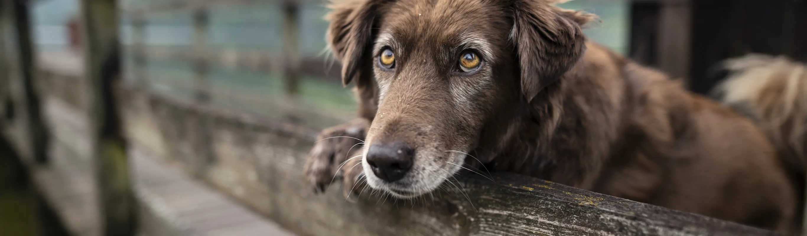 Older dog leaning with paw on wood fence Older dog leaning with paw on wood fence