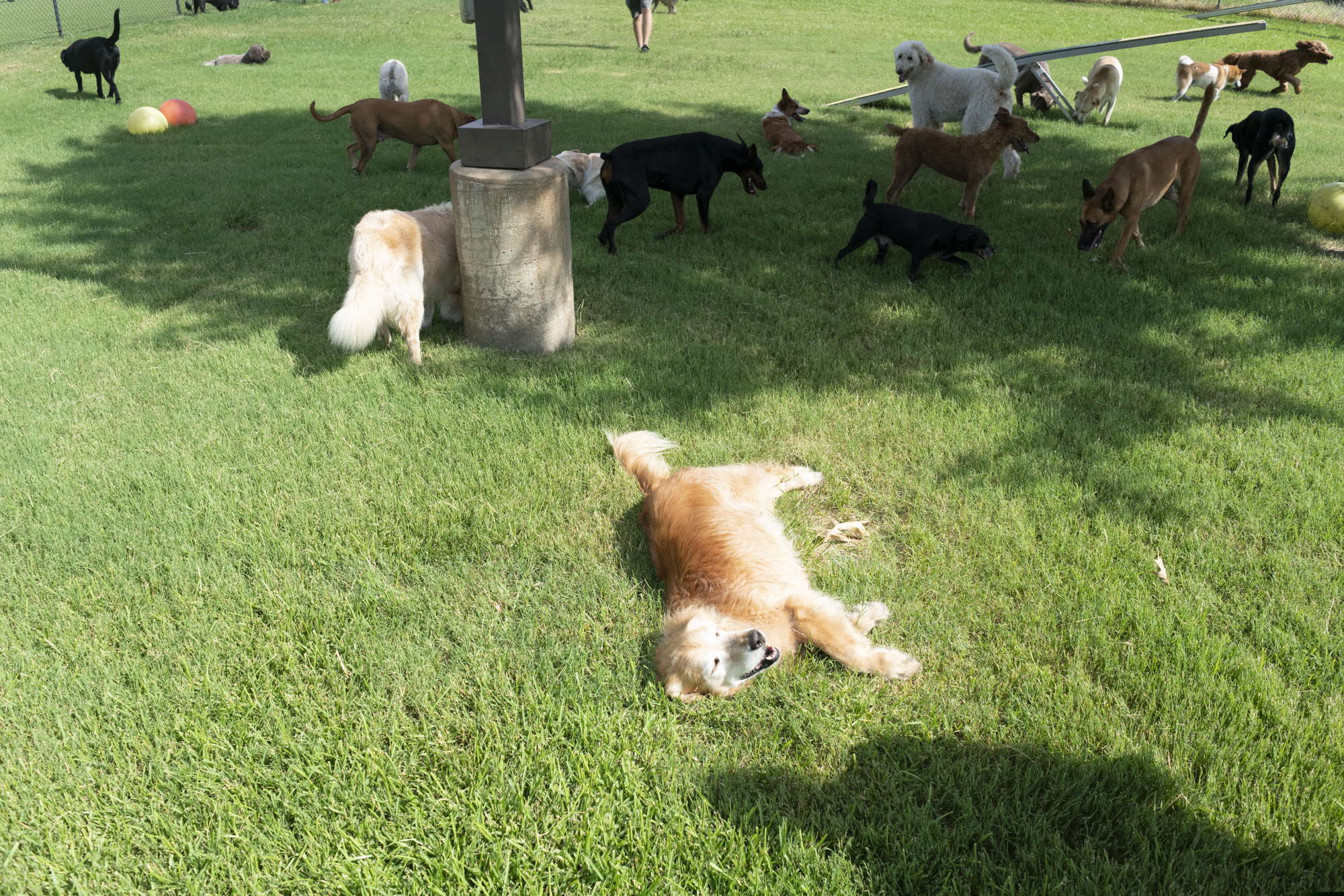 Dogs playing outside