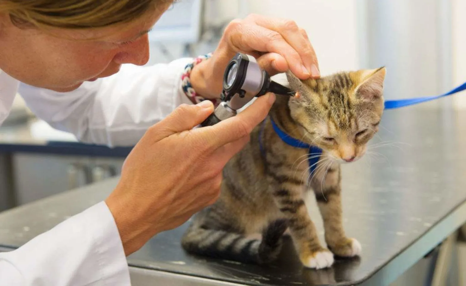 Cat getting ear checked Cat getting ear checked