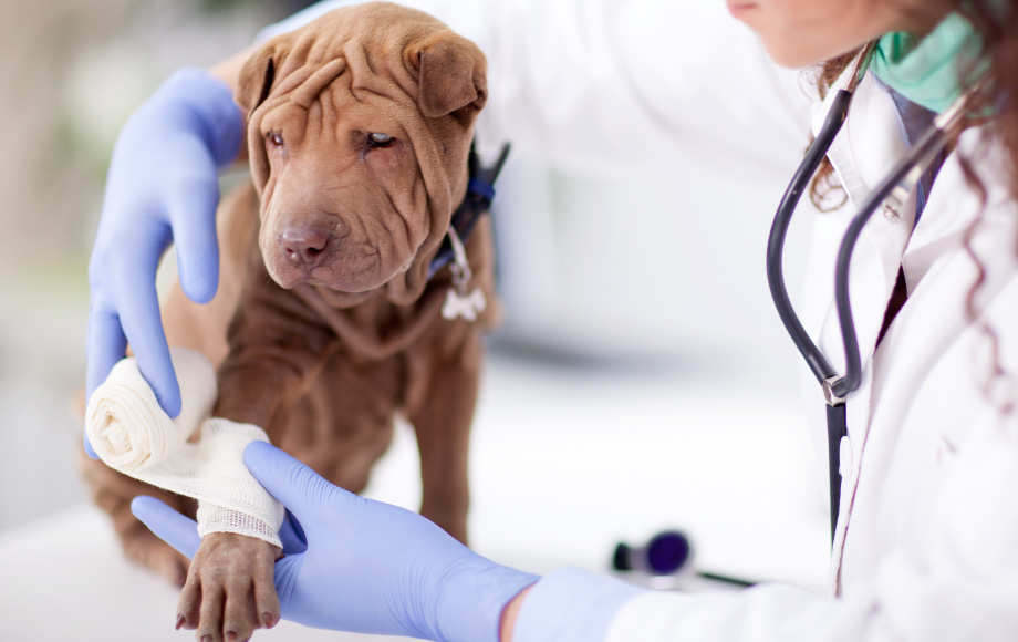 Rutland Animal Hospital provides veterinary care for the pets in  Mechanicsville, Virginia | Rutland Animal Hospital