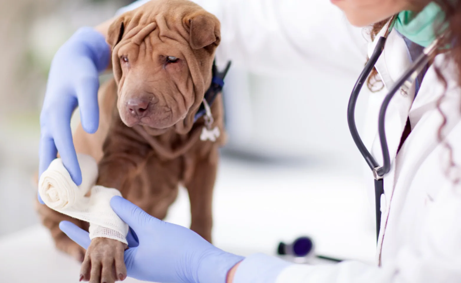 Puppy having it's leg bandaged up