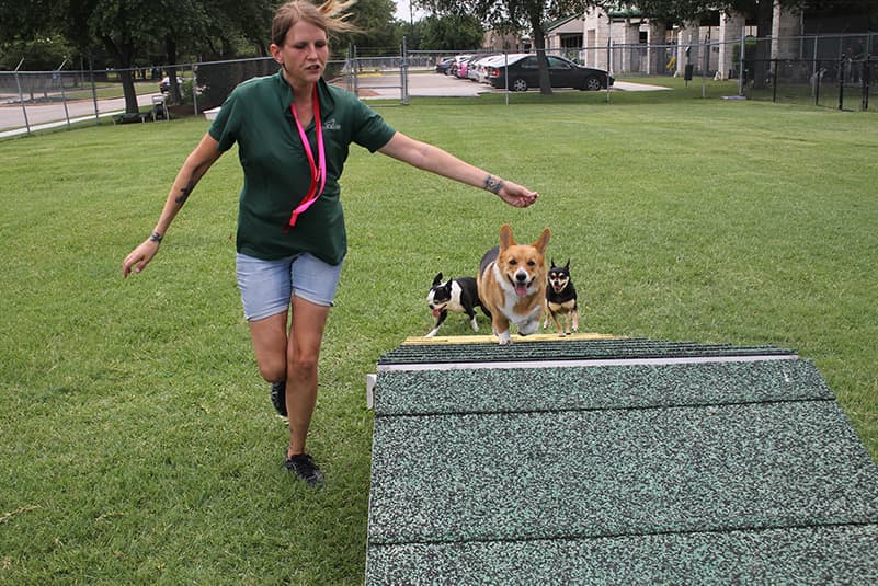 Staff member leading small dogs up ramp