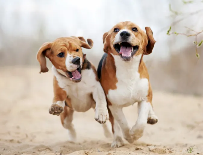 Two puppies running  next to each other on a hiking trail. 