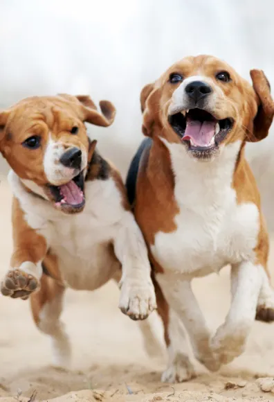 Two puppies running  next to each other on a hiking trail. 