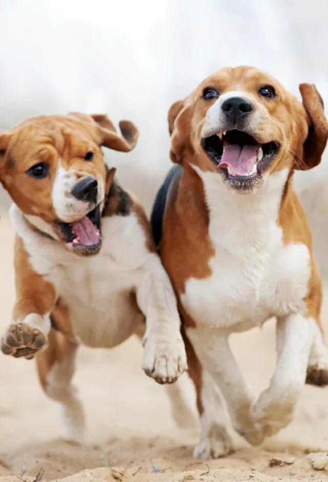 Two puppies running  next to each other on a hiking trail. 