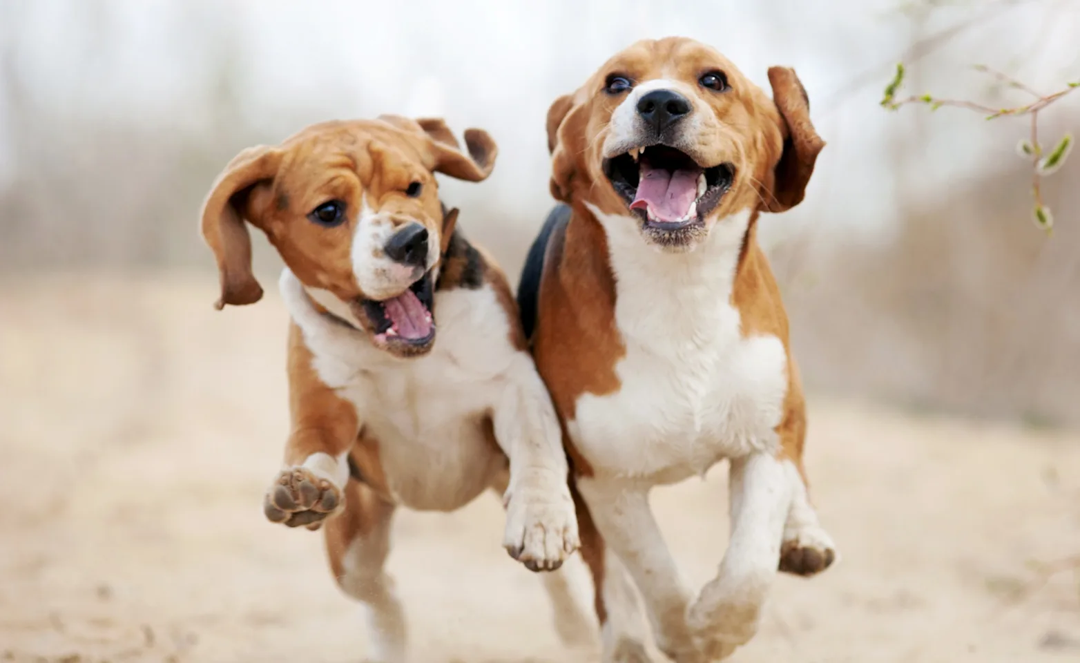 Two puppies running  next to each other on a hiking trail. 