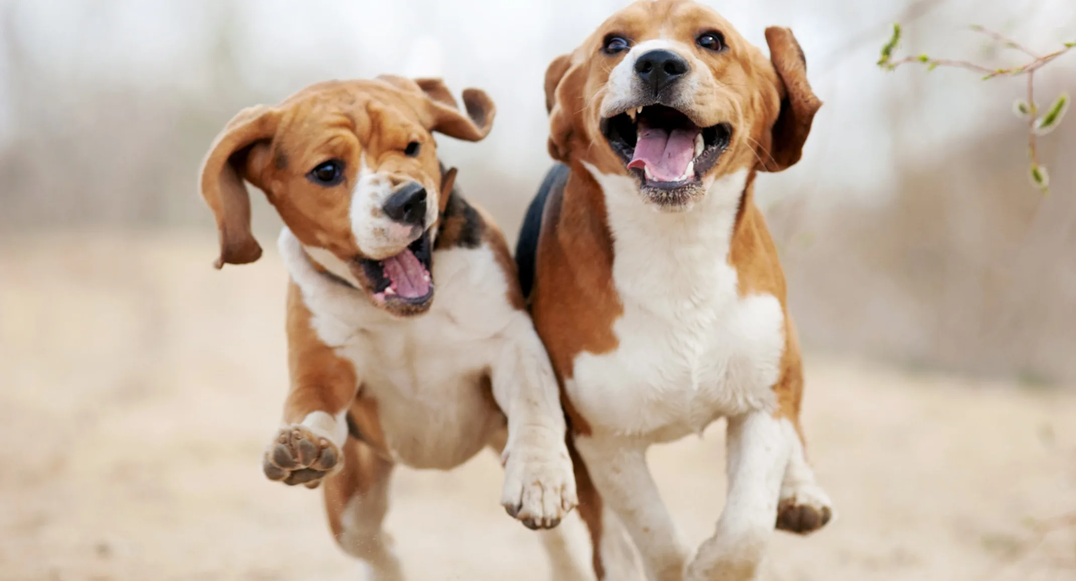 Two puppies running  next to each other on a hiking trail. 