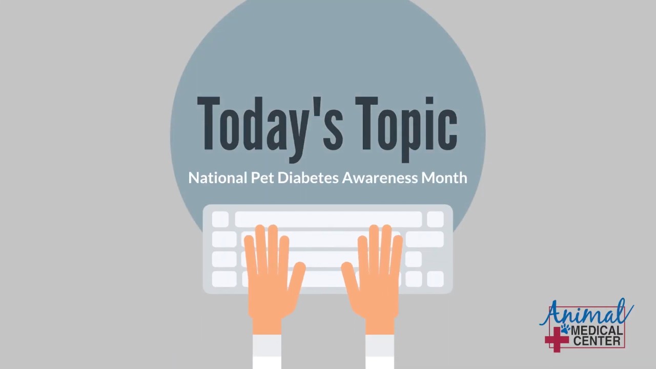 Dr. Morris on Pet Diabetes Awareness YouTube video screenshot.