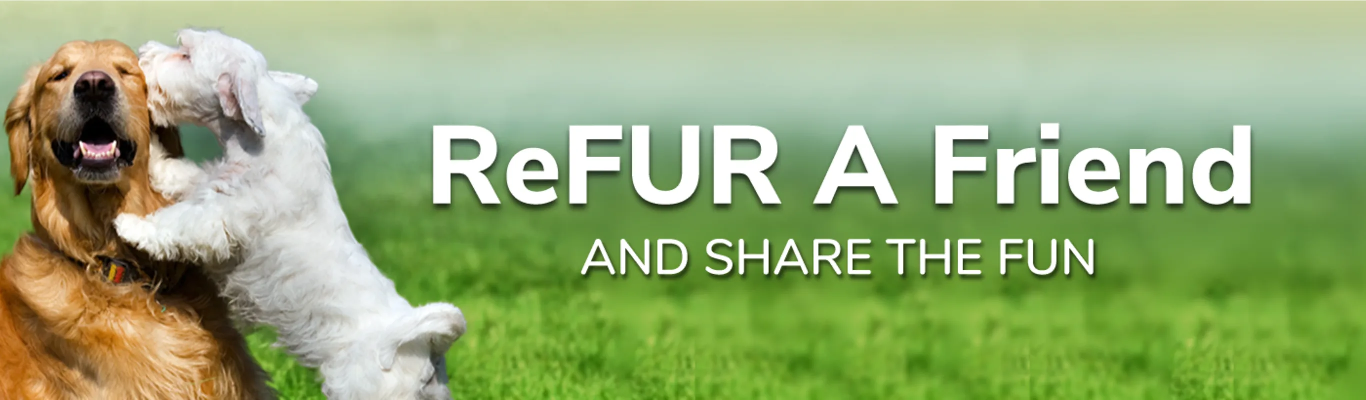 Two dogs playing in the grass - Refer a friend Two dogs playing in the grass - Refer a friend