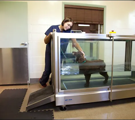 North Florida Animal Hospital Rehab North Florida Animal Hospital Rehab