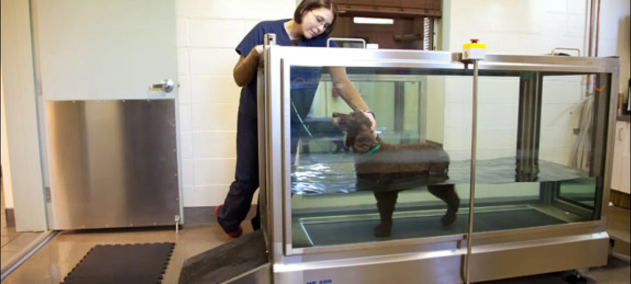 North Florida Animal Hospital Rehab North Florida Animal Hospital Rehab