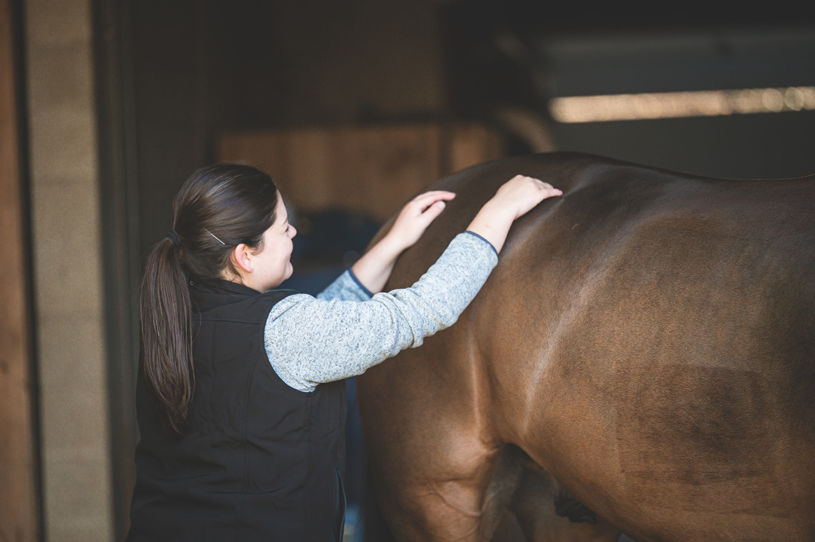 vet touching the horse