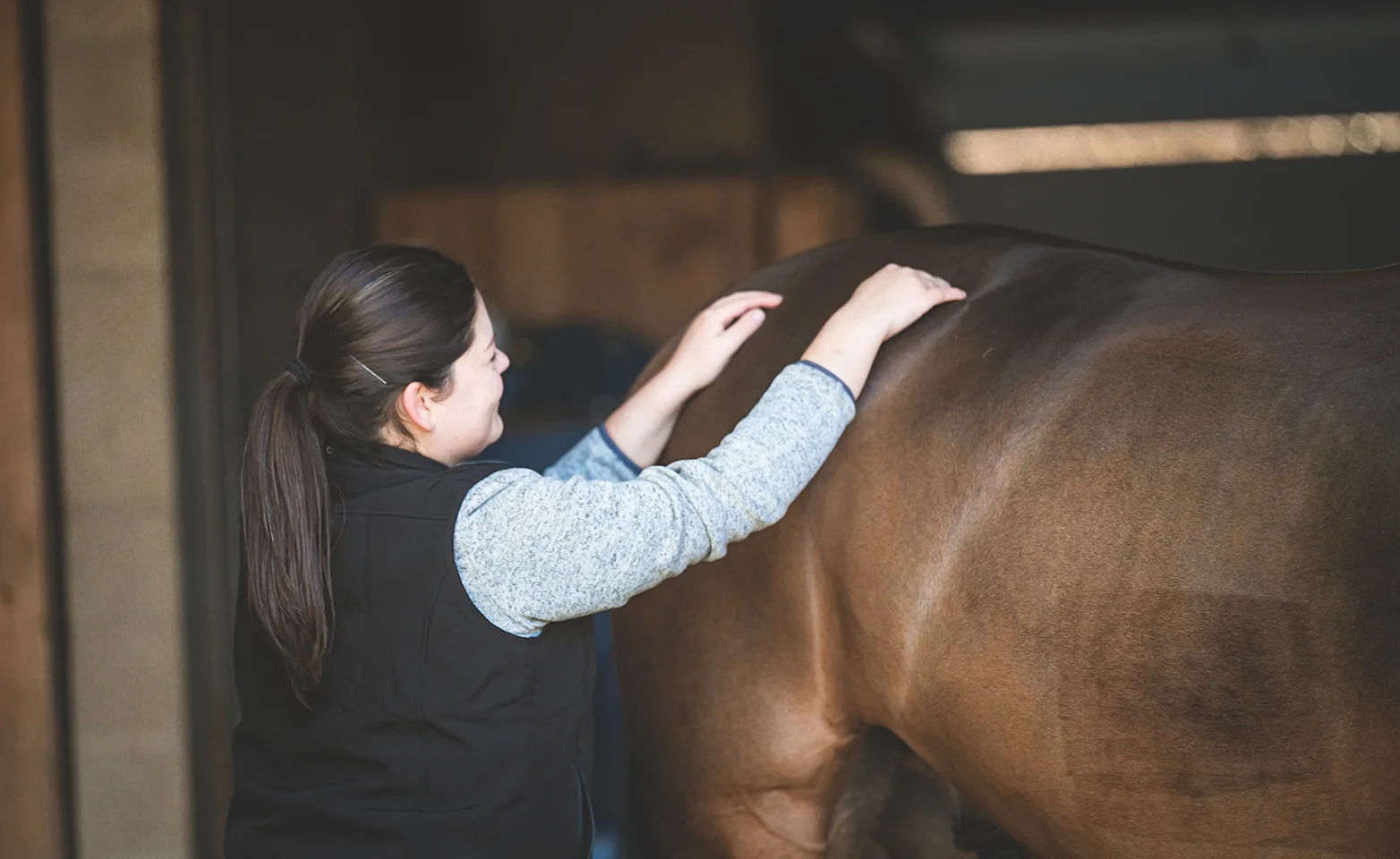 vet touching the horse vet touching the horse