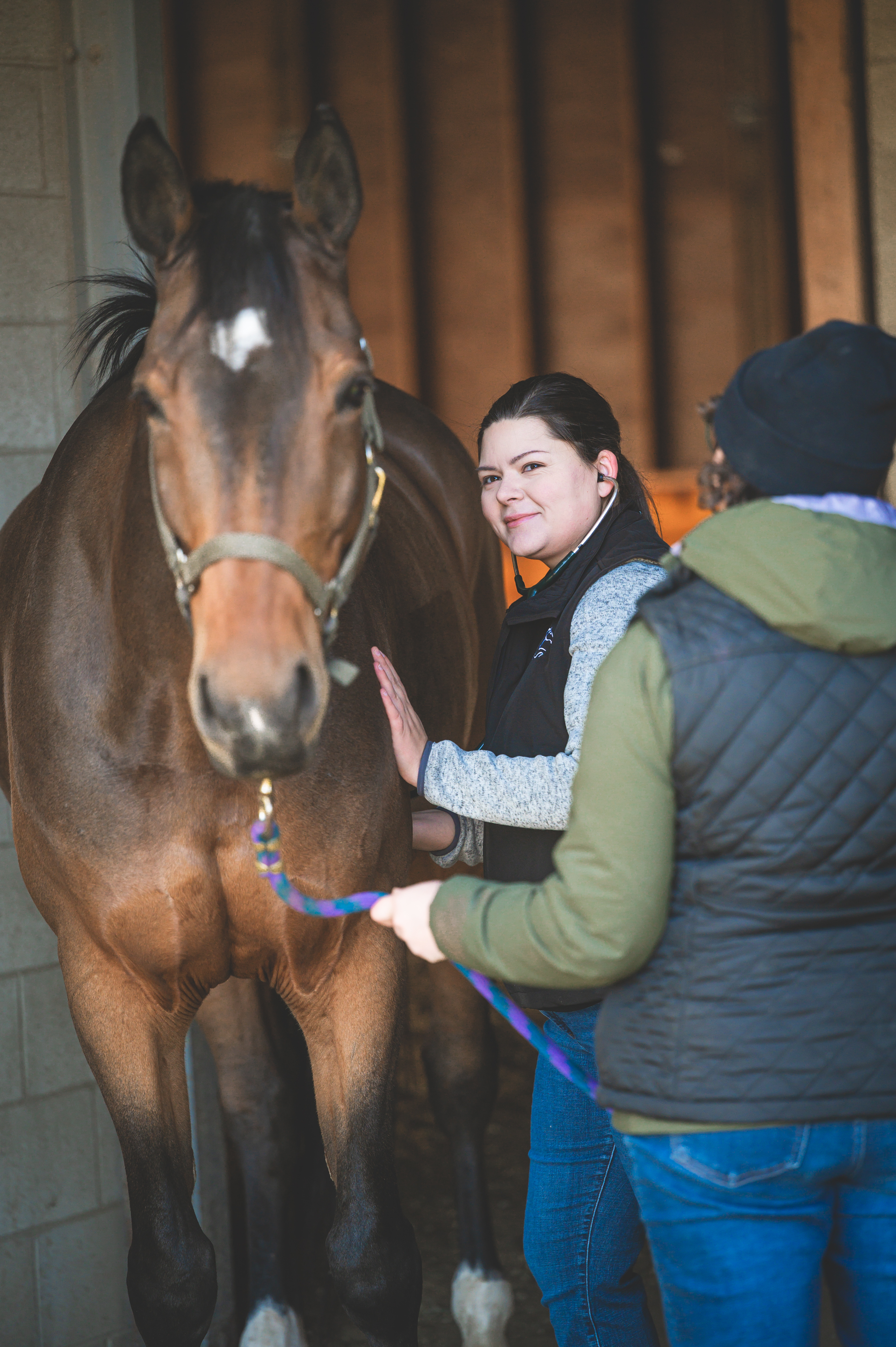 vet touching the horse