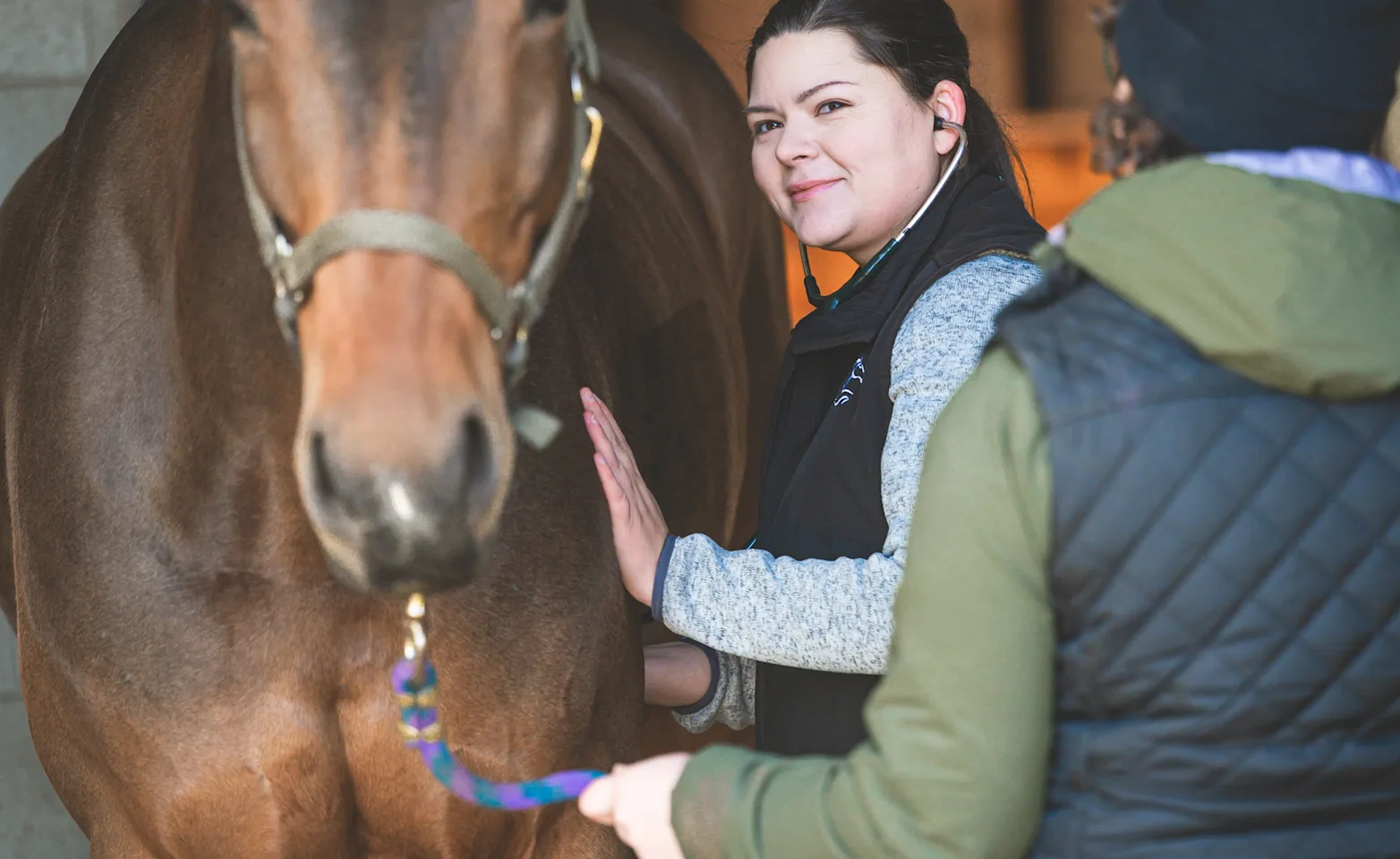 vet touching the horse vet touching the horse