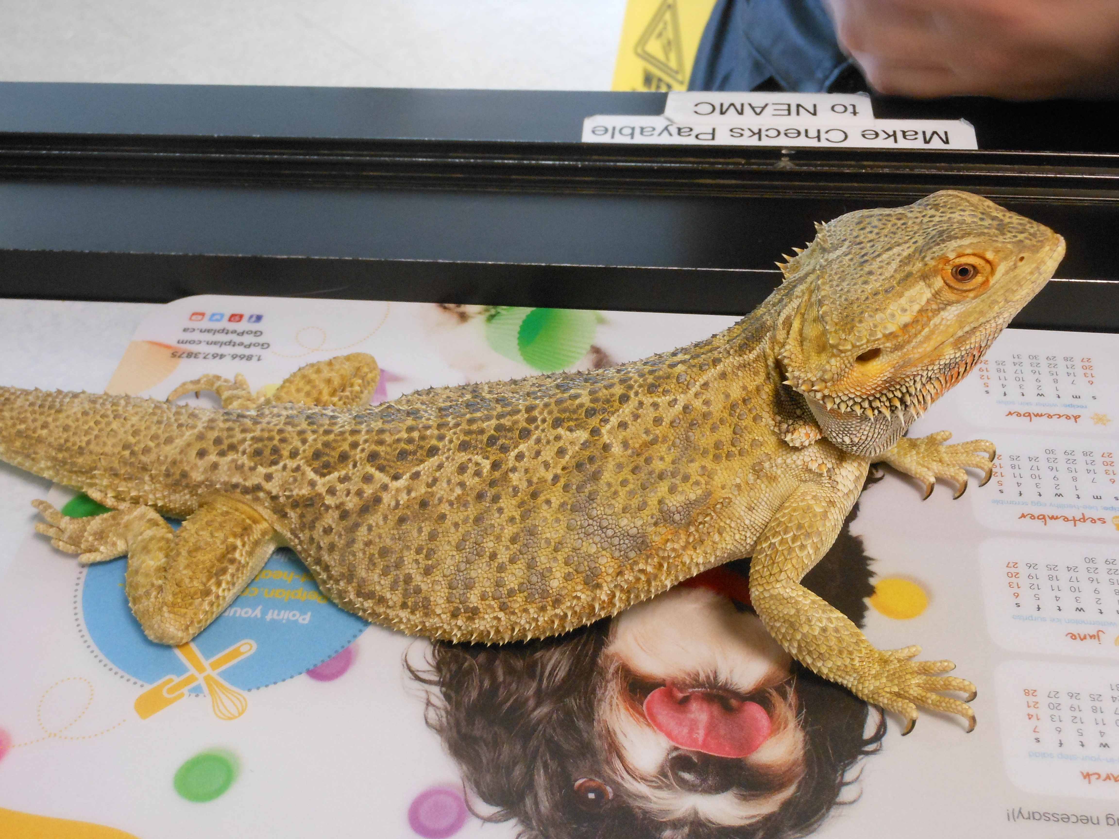 Bearded dragon laying on table.
