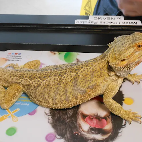 Bearded dragon laying on table. Bearded dragon laying on table.