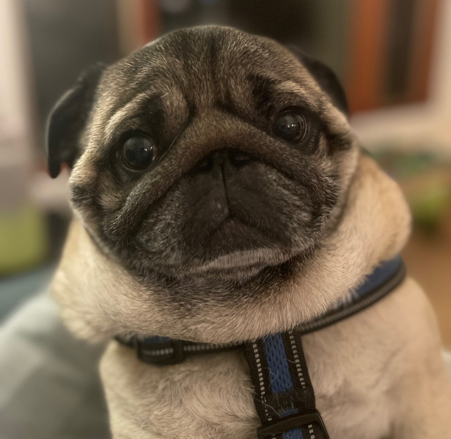 A photo of Dexter the pug
