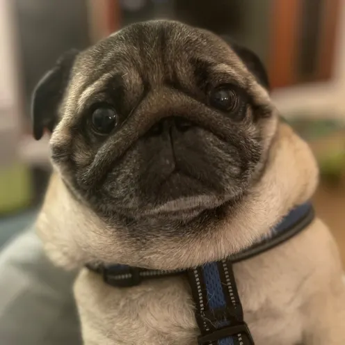 A photo of Dexter the pug