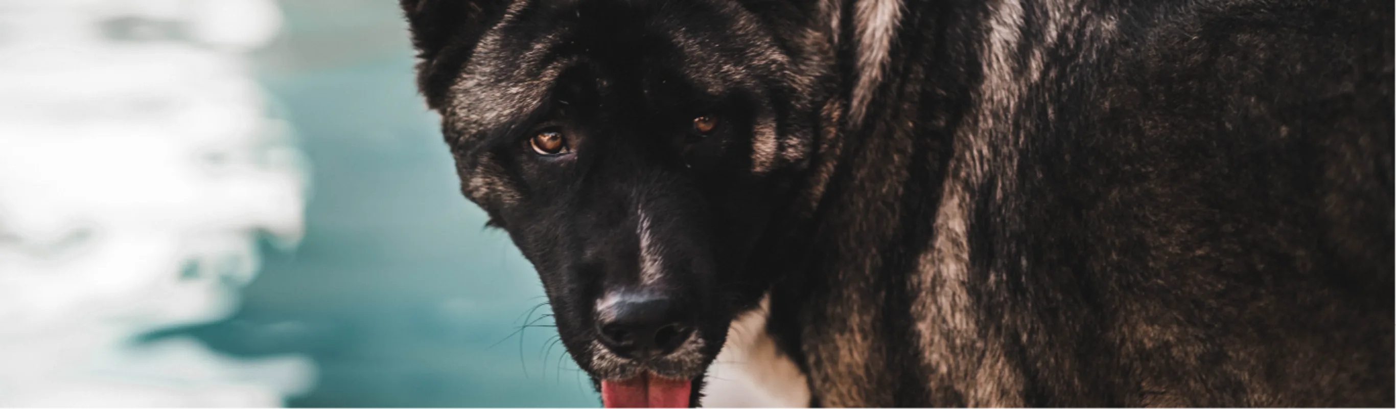 Dog in front of pool